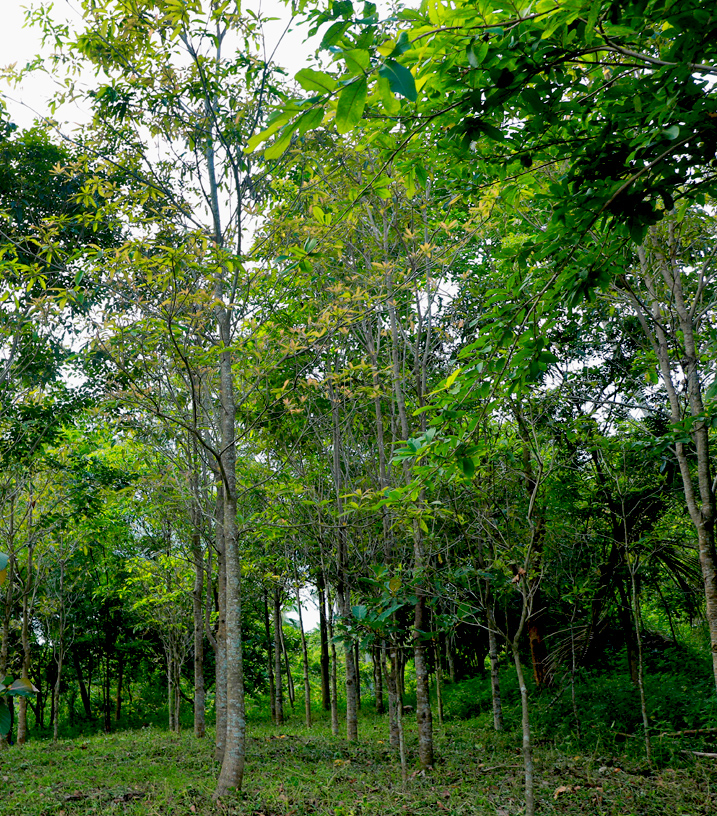 Agriculture background