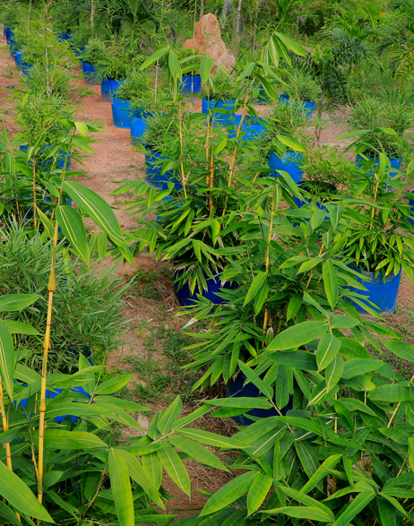 Nursery Plants