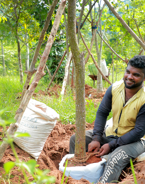 Specimen Tree Transplanting