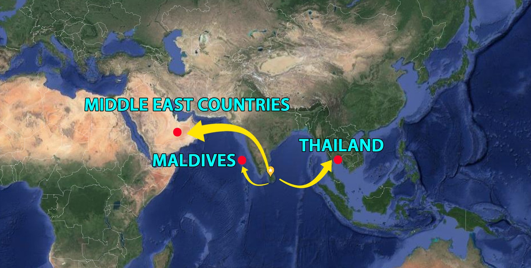 Plants Export Sea Freight