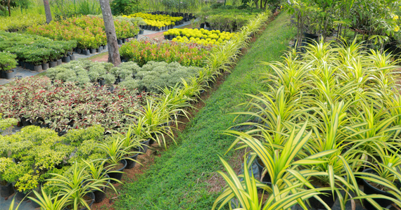 Plants