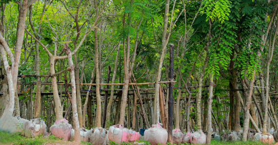 Root Balled Trees